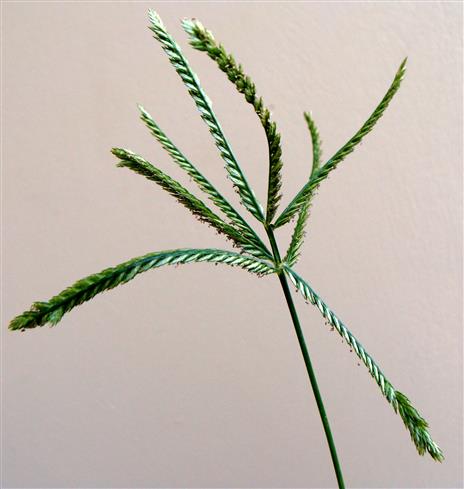 Eleusine indica